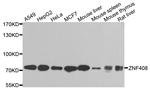 ZNF408 Polyclonal Antibody