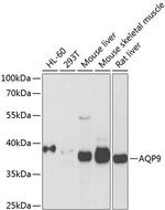 Aquaporin 9 Polyclonal Antibody