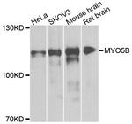 MYO5B Polyclonal Antibody