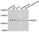 HERC3 Polyclonal Antibody