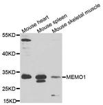 MEMO1 Antibody in Western Blot (WB)