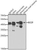 BCCIP Antibody in Western Blot (WB)