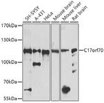 C17orf70 Polyclonal Antibody
