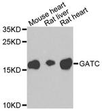 GATC Polyclonal Antibody