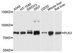 PLK3 Polyclonal Antibody