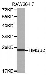 HMGB2 Polyclonal Antibody