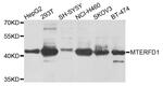 MTERFD1 Antibody in Western Blot (WB)