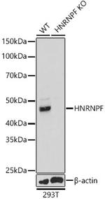 hnRNP F Antibody in Western Blot (WB)