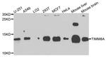 TIMM8A Polyclonal Antibody