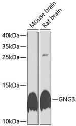GNG3 Polyclonal Antibody