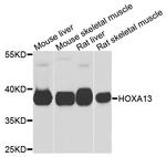 HOXA13 Polyclonal Antibody
