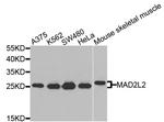 MAD2L2 Polyclonal Antibody