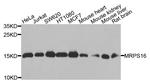 MRPS16 Antibody in Western Blot (WB)