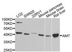 AMT Antibody in Western Blot (WB)