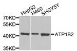 ATP1B2 Antibody in Western Blot (WB)
