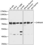 CHRNA9 Polyclonal Antibody
