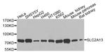 SLC2A13 Polyclonal Antibody
