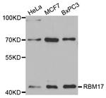 RBM17 Antibody in Western Blot (WB)