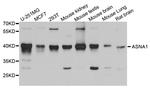 ASNA1 Antibody in Western Blot (WB)