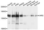 VARS Antibody in Western Blot (WB)