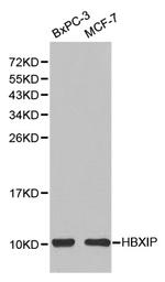 LAMTOR5 Antibody in Western Blot (WB)