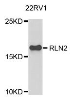 Relaxin 2 Antibody in Western Blot (WB)