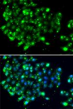NAT9 Polyclonal Antibody