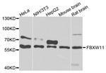 FBXW11 Antibody in Western Blot (WB)