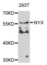 NYX Antibody in Western Blot (WB)