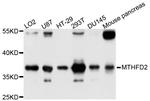 MTHFD2 Antibody in Western Blot (WB)