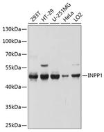 INPP1 Polyclonal Antibody
