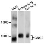 GNG2 Polyclonal Antibody