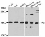 FAU Polyclonal Antibody