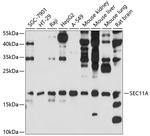 SEC11A Antibody in Western Blot (WB)