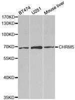 CHRM5 Polyclonal Antibody