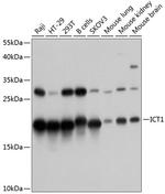 ICT1 Polyclonal Antibody