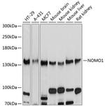 NOMO1 Antibody in Western Blot (WB)