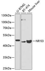 MB67 Antibody in Western Blot (WB)