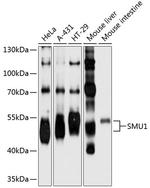 SMU1 Polyclonal Antibody