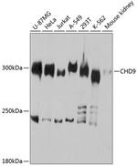 CHD9 Polyclonal Antibody