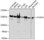 CC2D1A Antibody in Western Blot (WB)