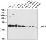 AGTRAP Antibody in Western Blot (WB)