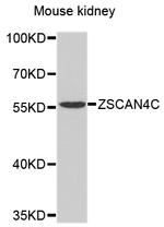 ZSCAN4C Polyclonal Antibody