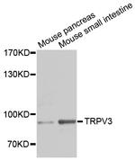 TRPV3 Polyclonal Antibody
