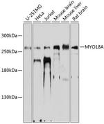 MYO18A Polyclonal Antibody