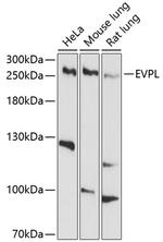 EVPL Polyclonal Antibody