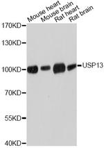 USP13 Polyclonal Antibody