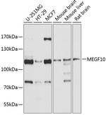 MEGF10 Polyclonal Antibody