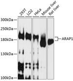 ARAP1 Polyclonal Antibody