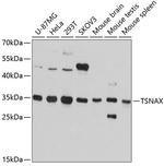 TSNAX Polyclonal Antibody